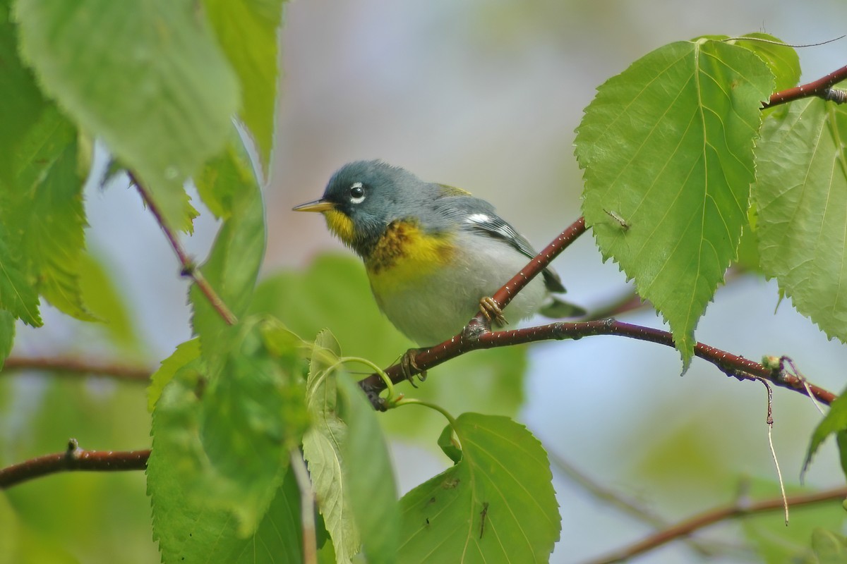 Northern Parula - ML627753749