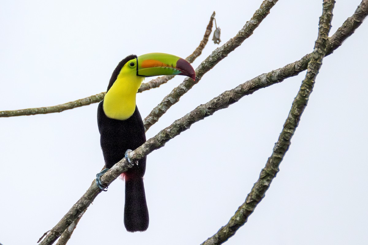 Keel-billed Toucan - ML627753806