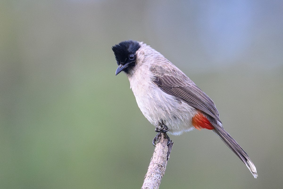 Bulbul Ventridorado - ML627753838