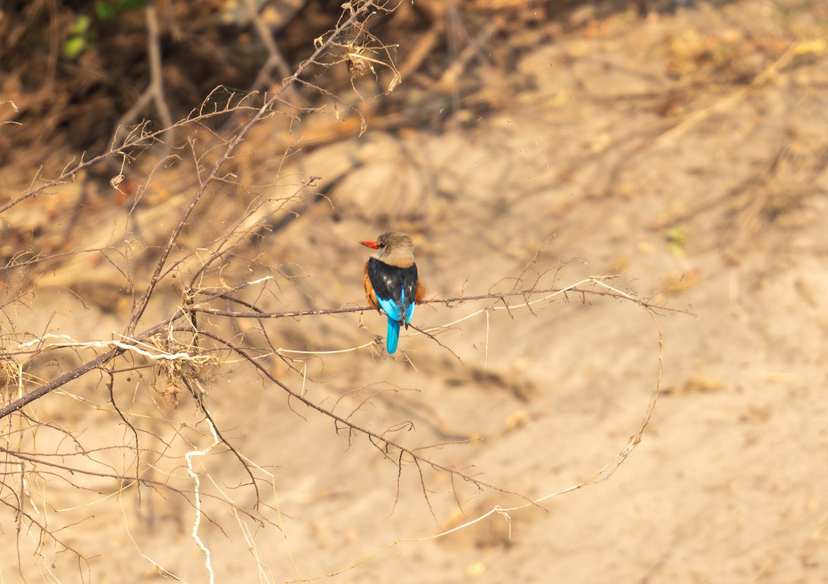 Gray-headed Kingfisher - ML627753941