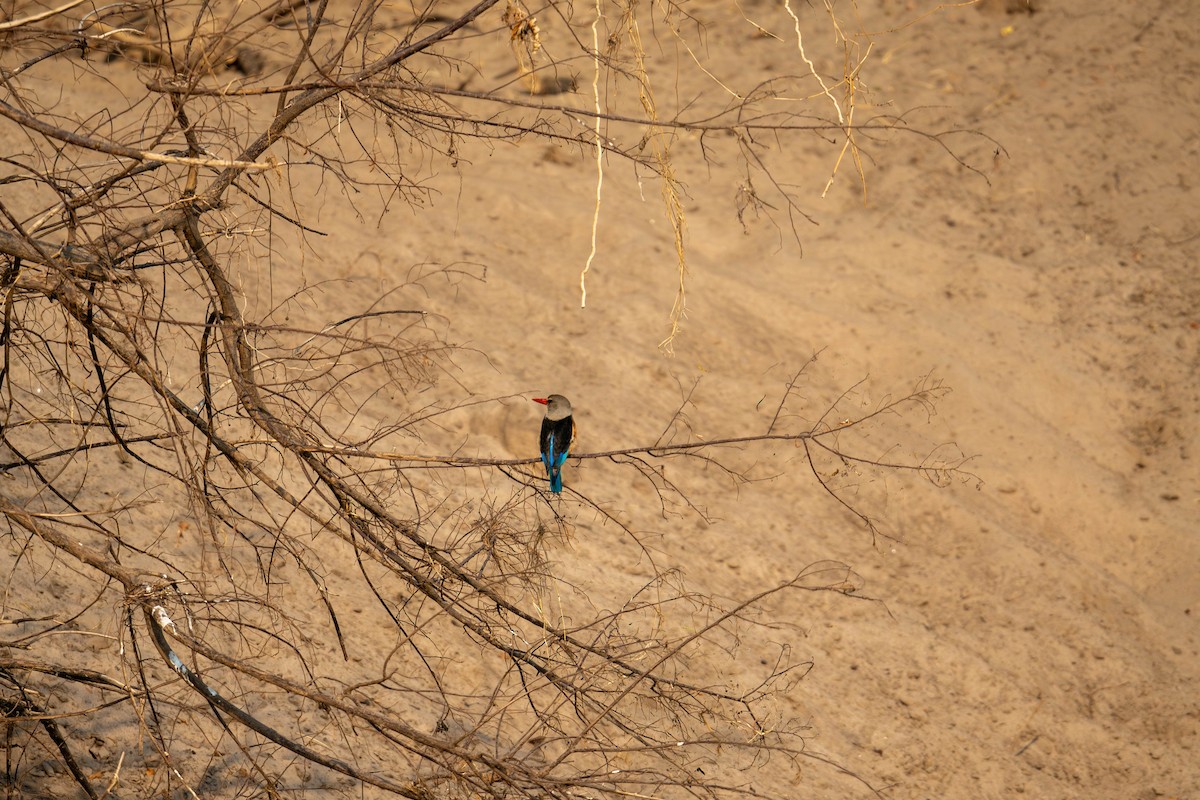 Gray-headed Kingfisher - ML627753942