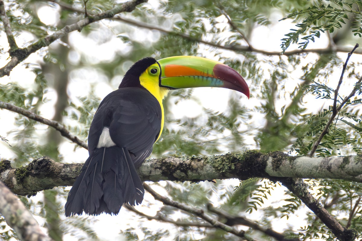 Keel-billed Toucan - ML627753976