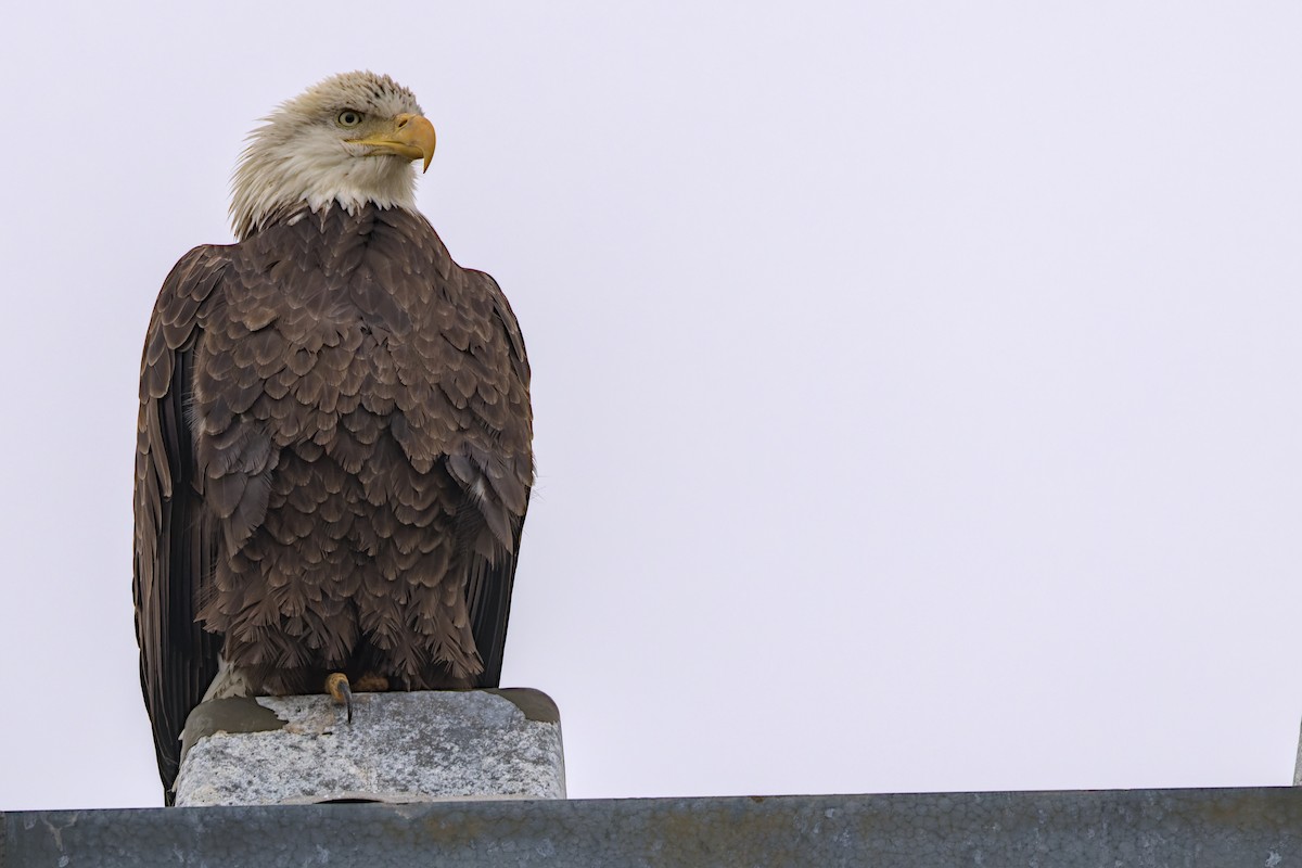Bald Eagle - Alex Muench