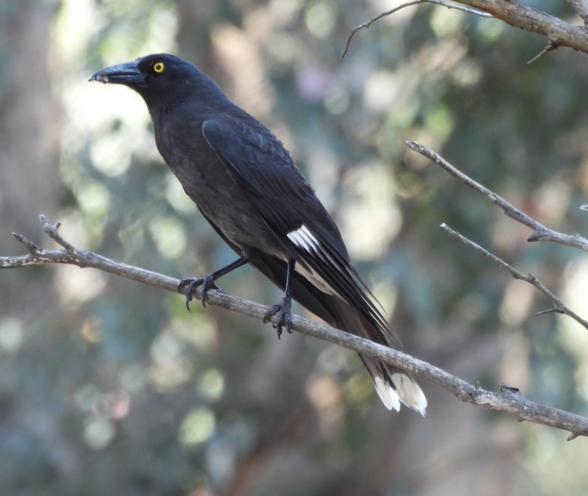 Verdugo Pío - ML627754155