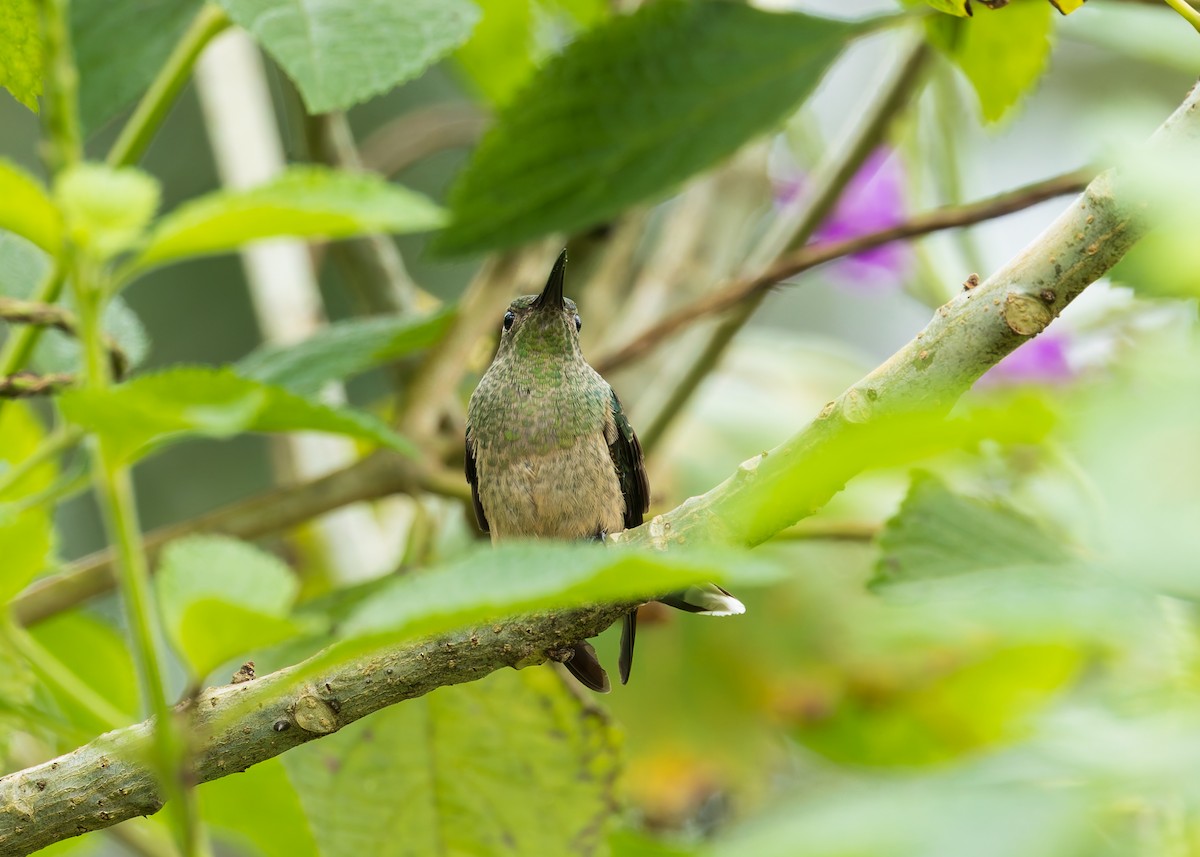 Colibri de Cuvier - ML627754190