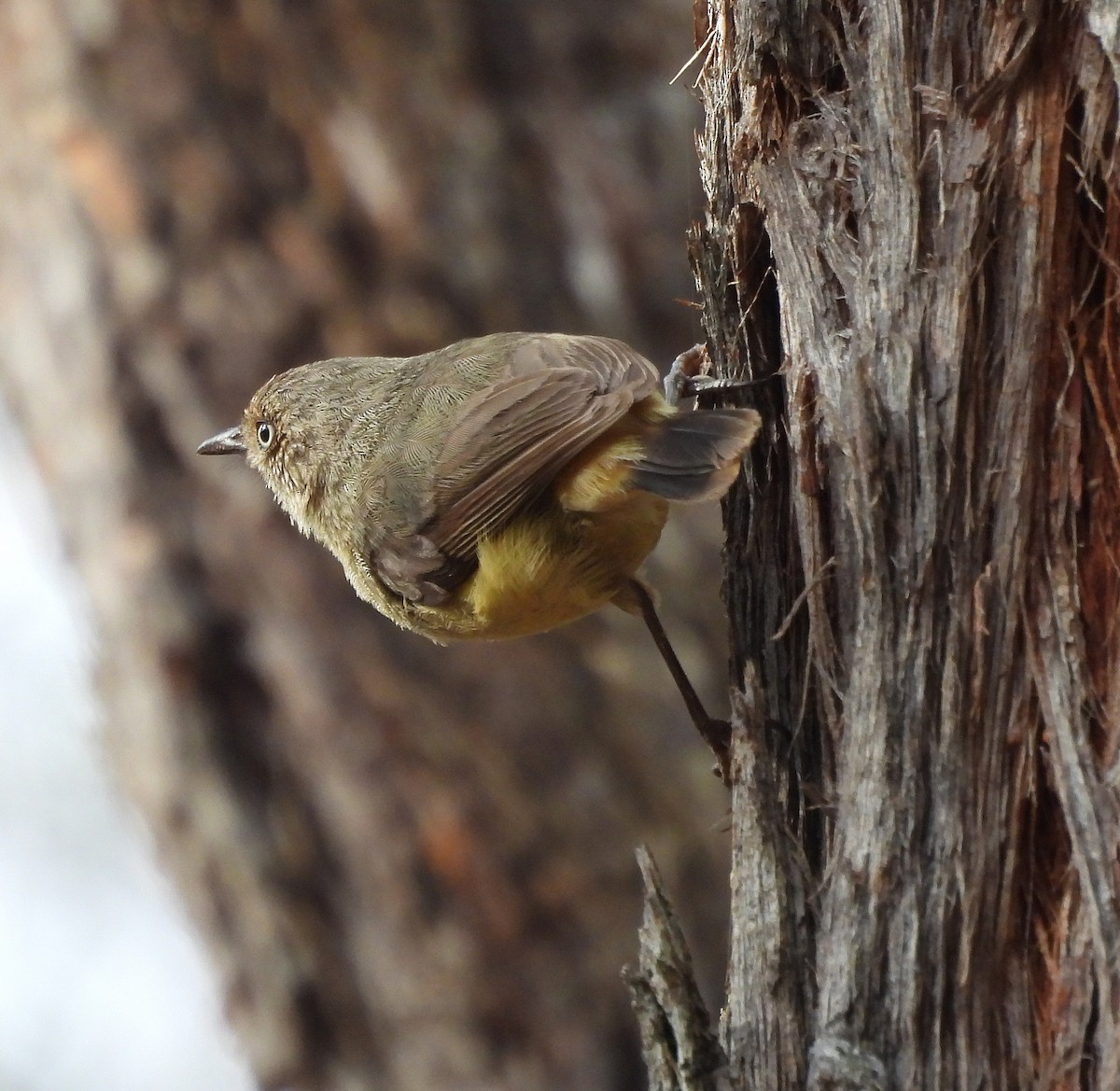 Acantiza Enana - ML627754220