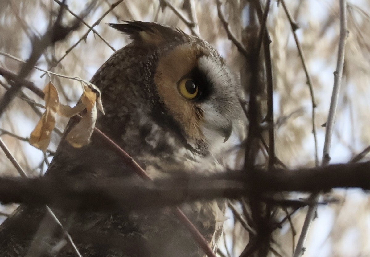 Long-eared Owl - ML627754221