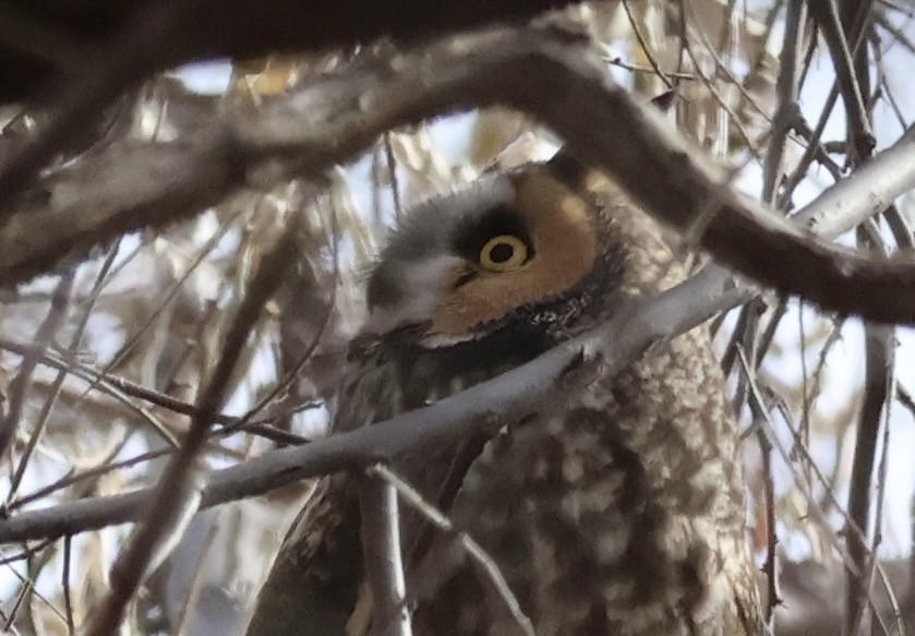 Long-eared Owl - ML627754222