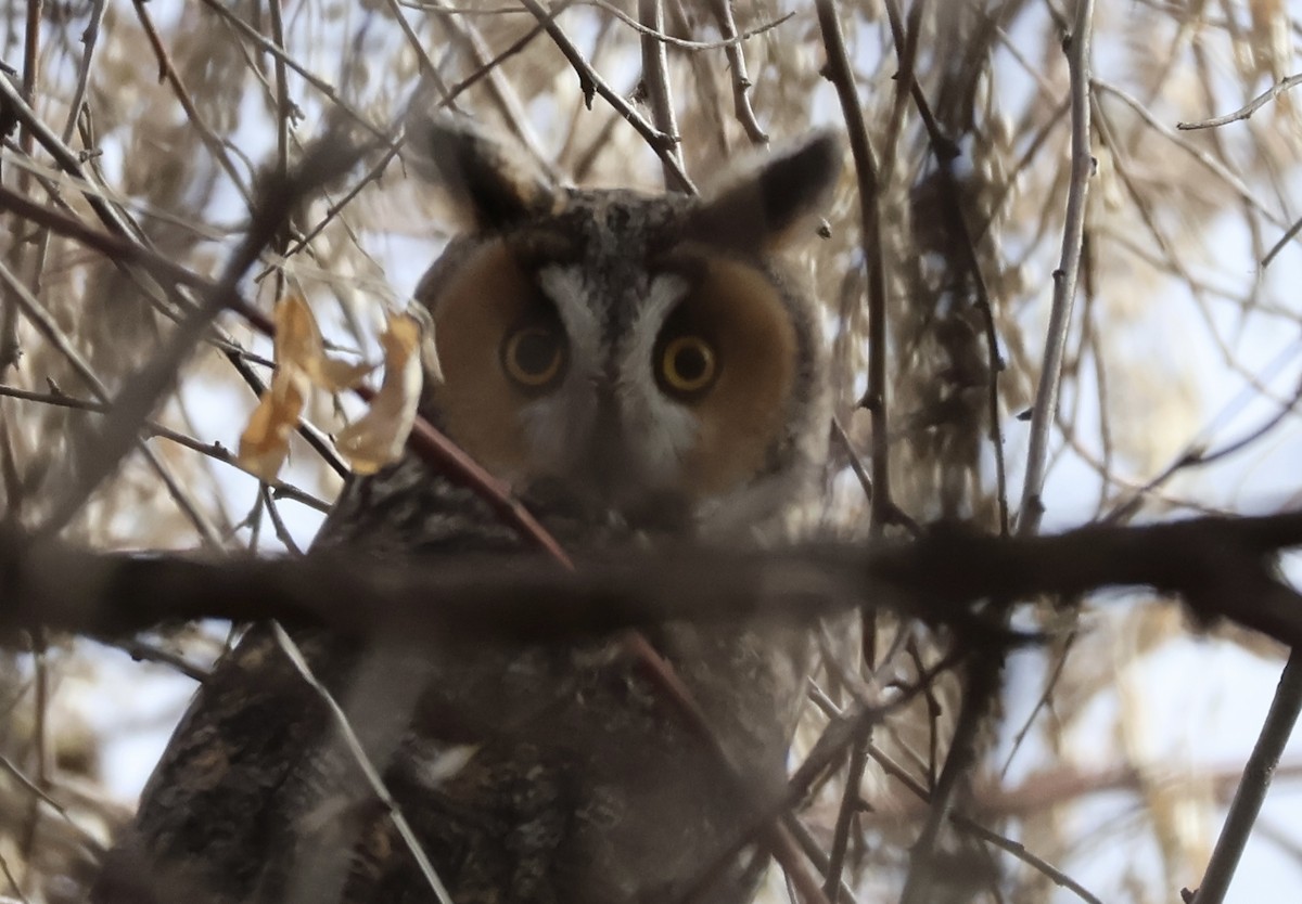 Long-eared Owl - ML627754223