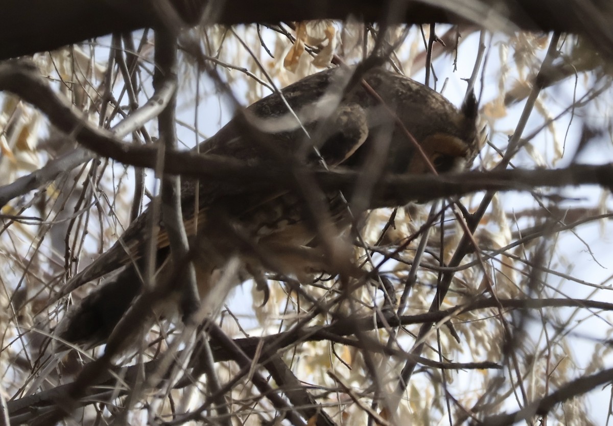 Long-eared Owl - ML627754224