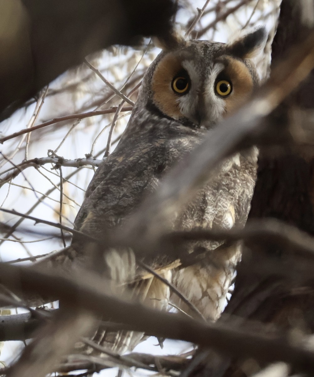 Long-eared Owl - ML627754225