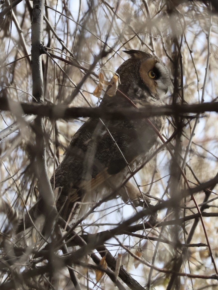 Long-eared Owl - ML627754226