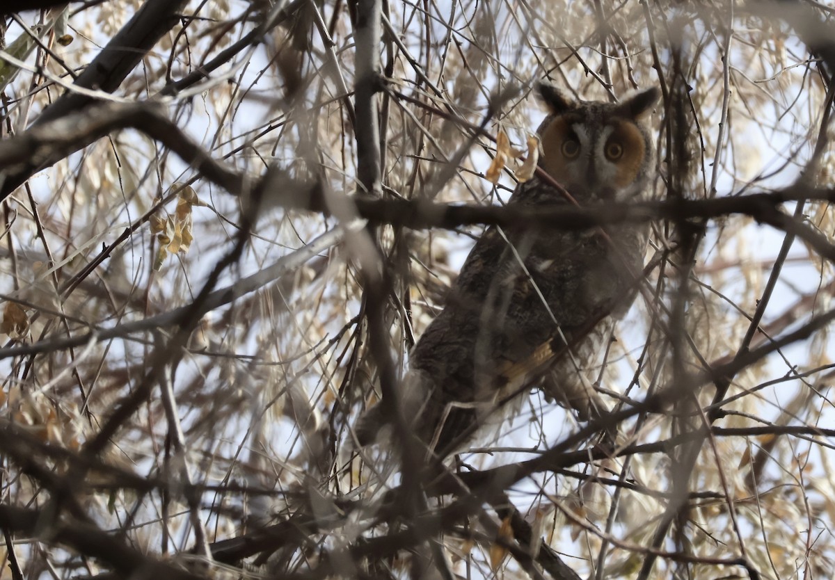 Long-eared Owl - ML627754227