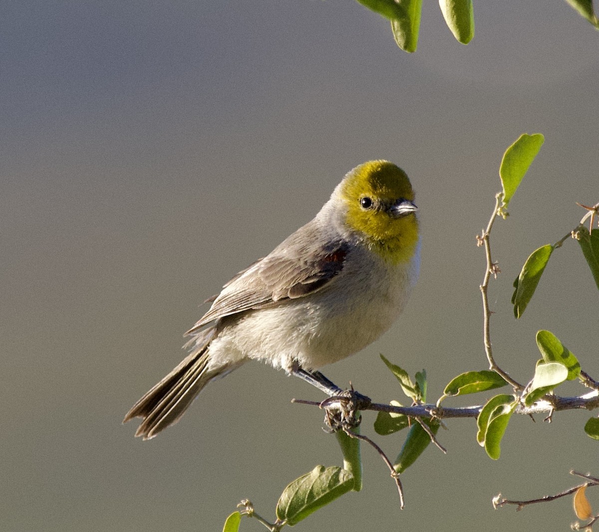 Verdin - ML627754248