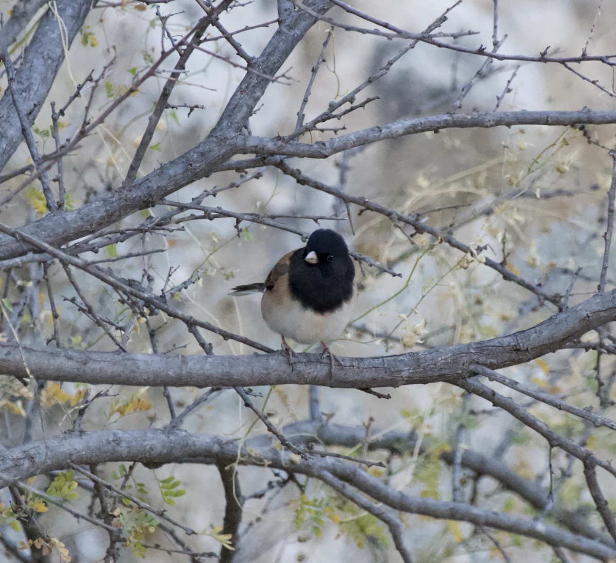 Dark-eyed Junco (Oregon) - ML627754257