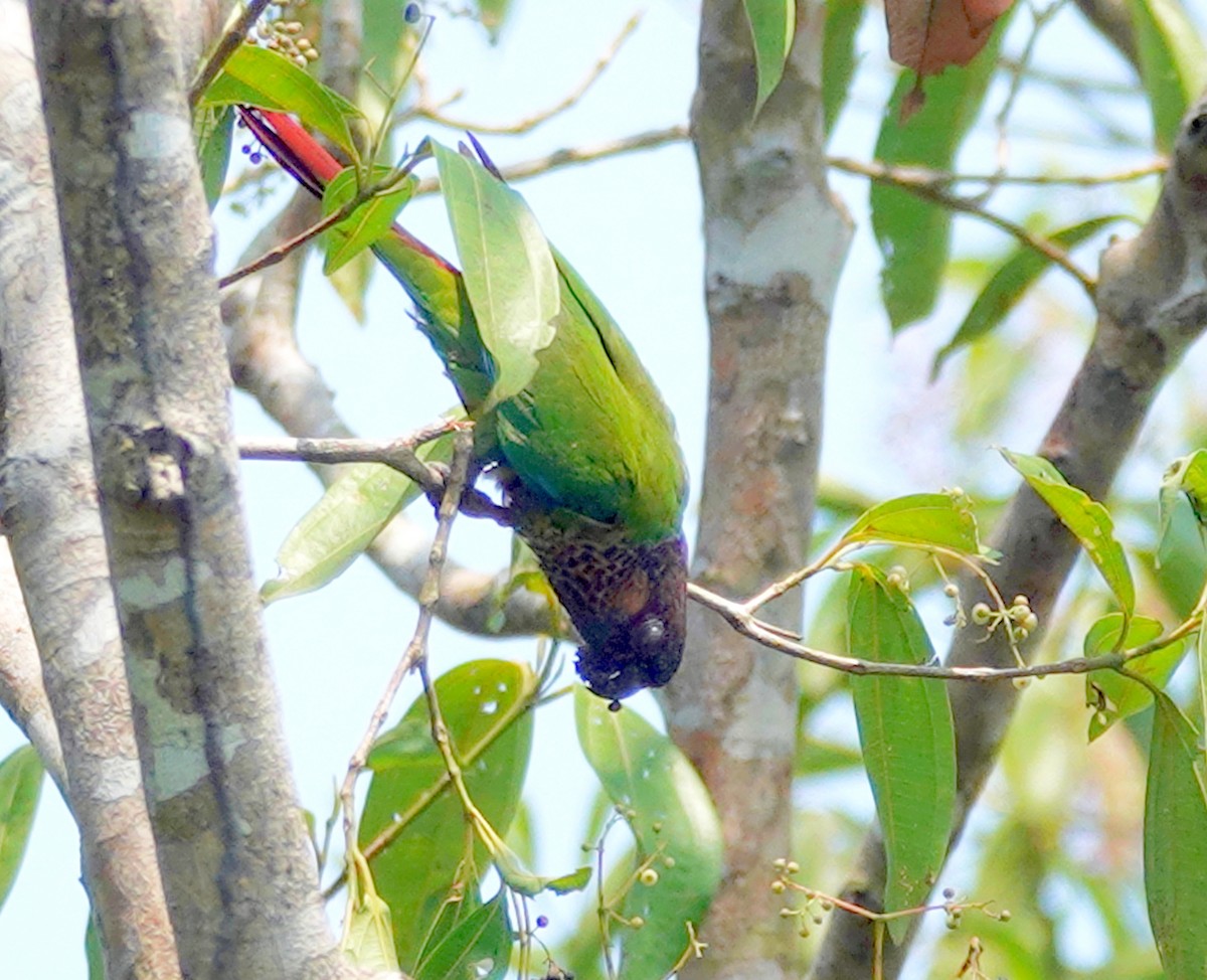 Santarem Parakeet - ML627754264