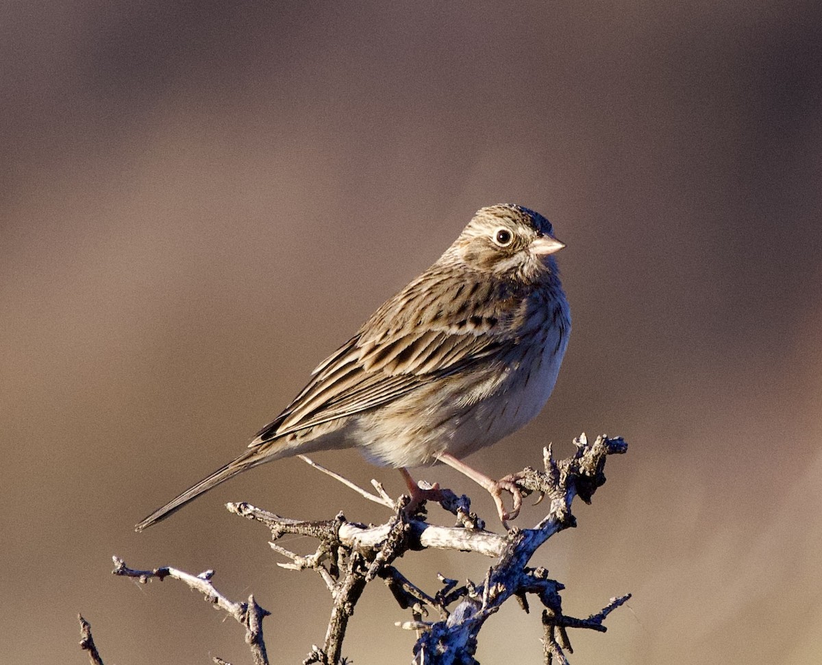 Vesper Sparrow - ML627754266