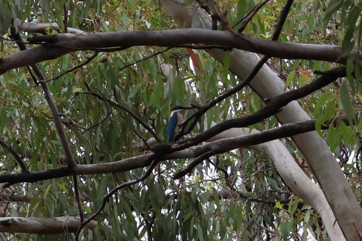 Sacred Kingfisher (Australasian) - ML627754286