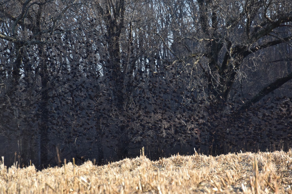 Common Grackle - ML627754324