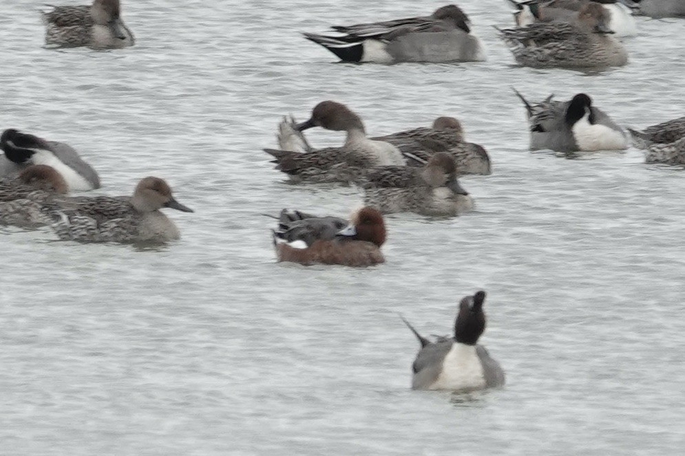 Eurasian Wigeon - ML627754355