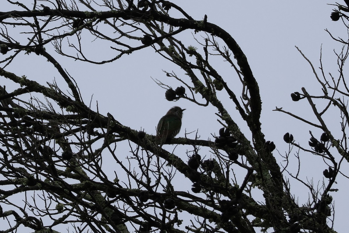 Shining Bronze-Cuckoo - ML627754372