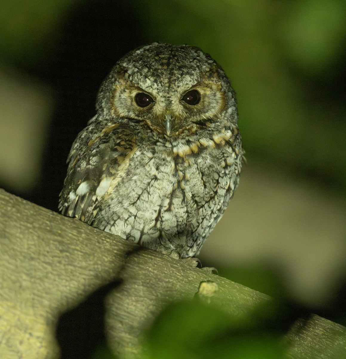 Flammulated Owl - ML627754377