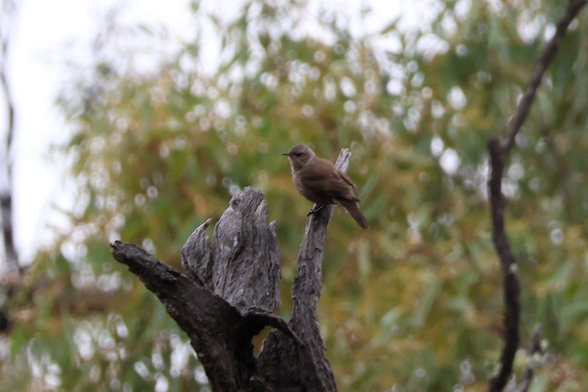 Brown Treecreeper - ML627754384