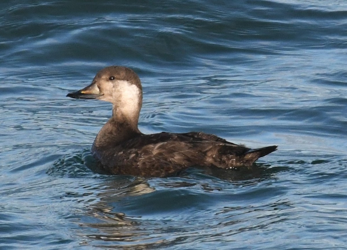 Black Scoter - ML627754432