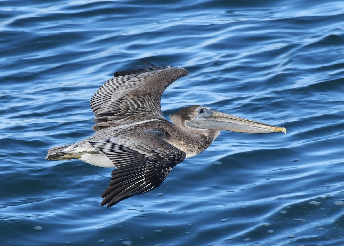 Brown Pelican - ML627754475