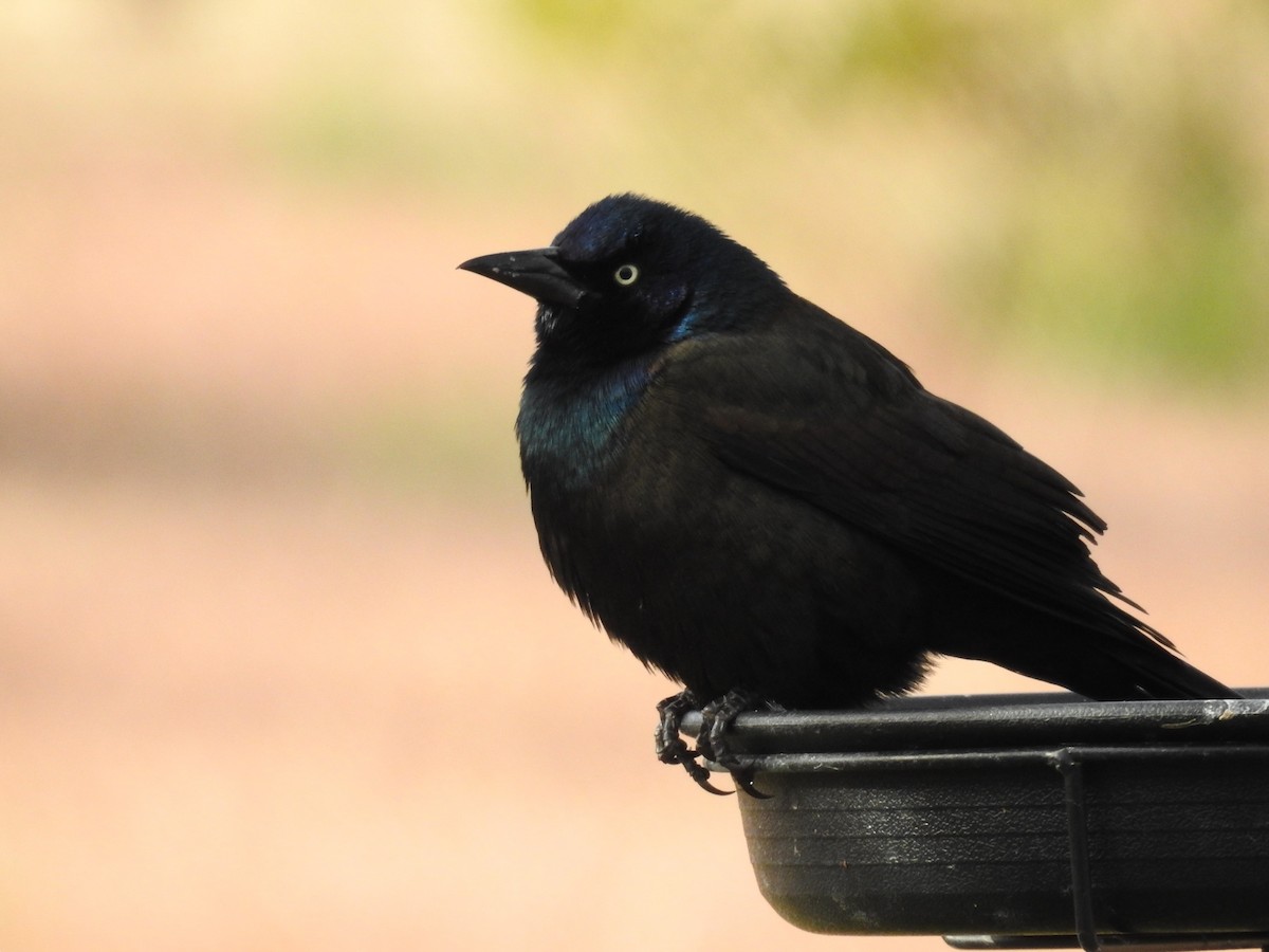 Common Grackle - ML627754554