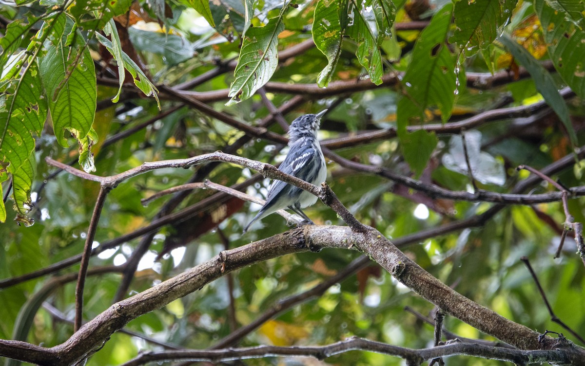 Cerulean Warbler - ML627754566