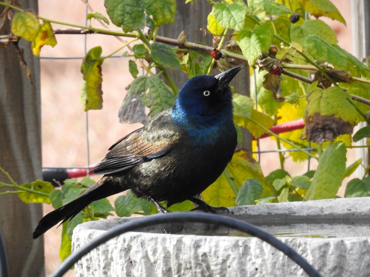 Common Grackle - ML627754571