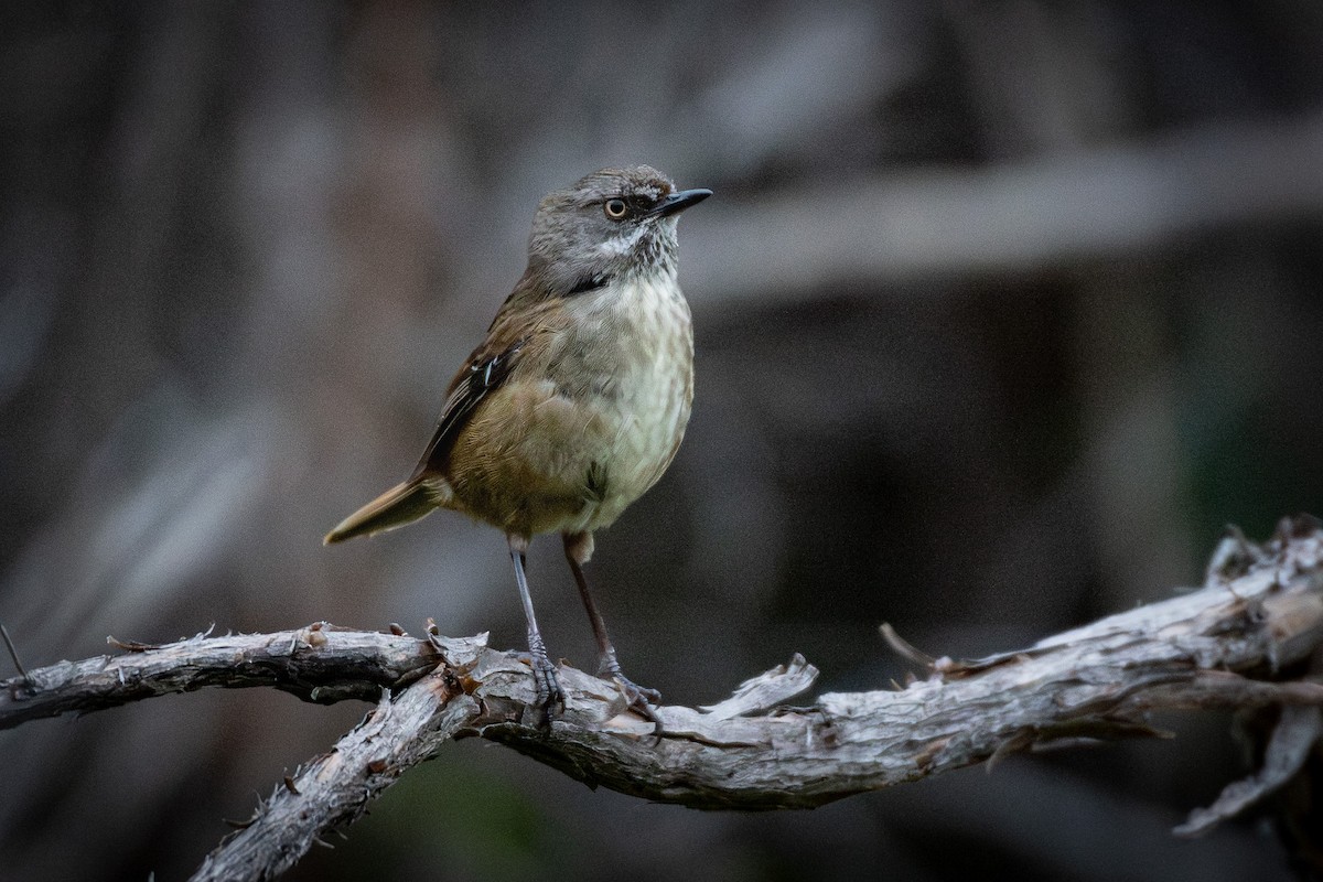 Tasmanian Scrubwren - ML627754581