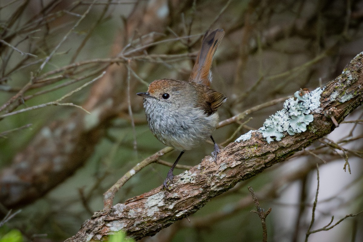 Tasmanian Thornbill - ML627754585