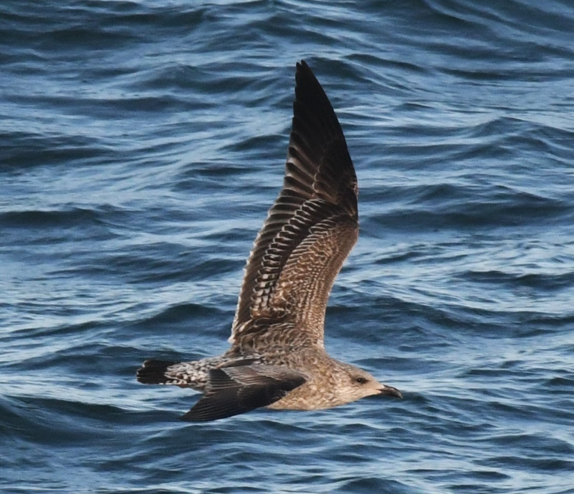 American Herring Gull - ML627754701