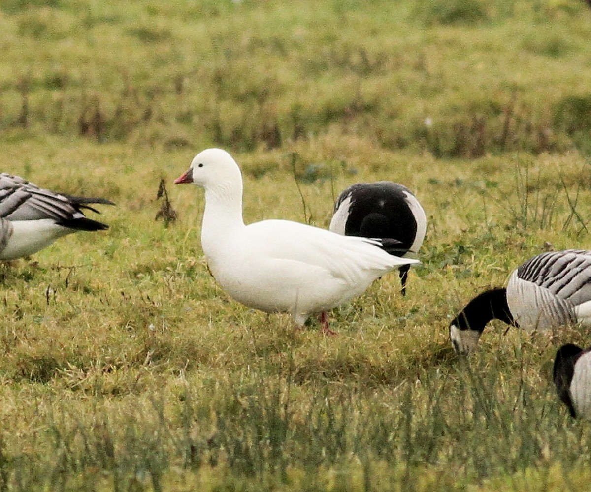 Ross's Goose - ML627754727