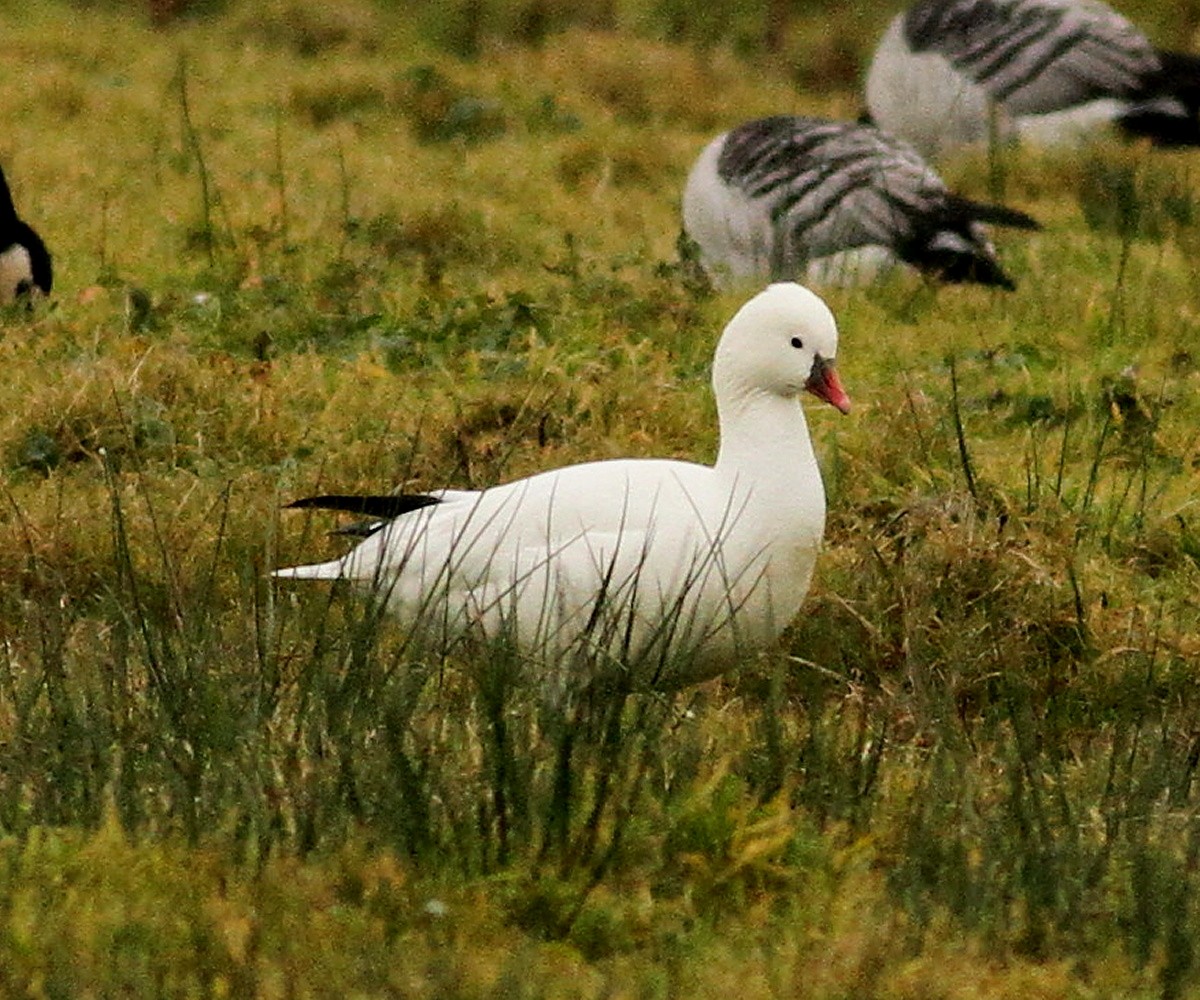 Ross's Goose - ML627754728