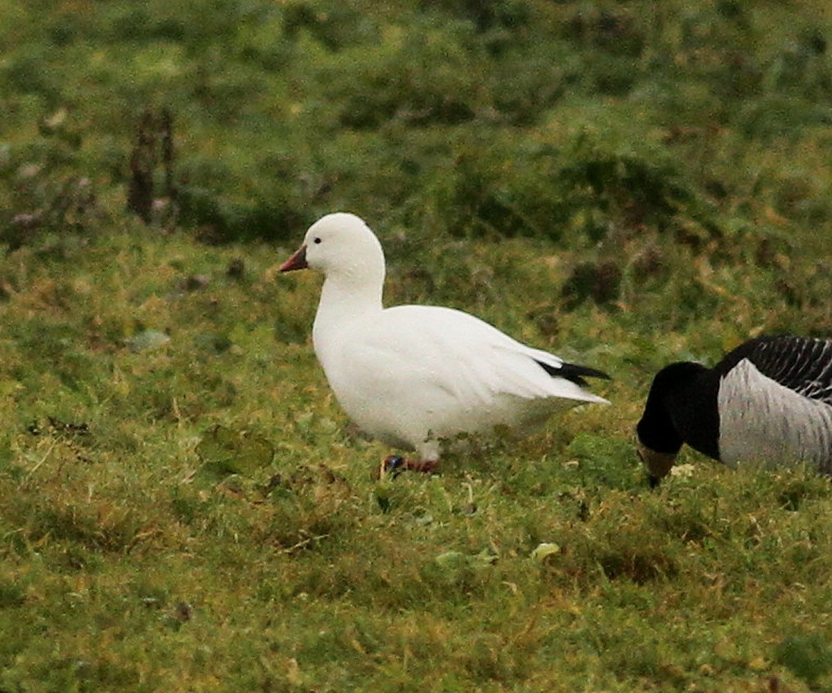 Ross's Goose - ML627754729