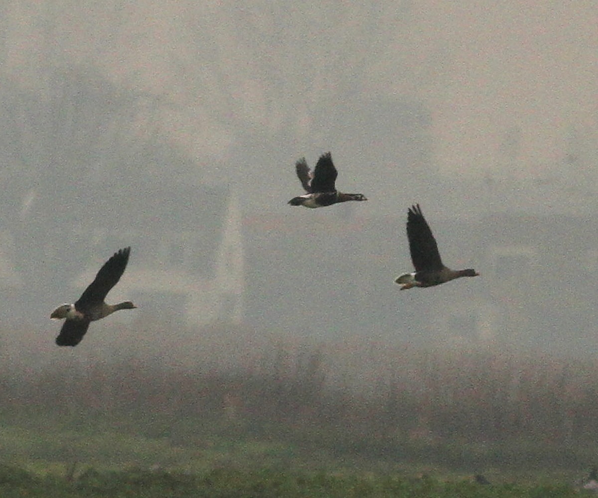 Red-breasted Goose - ML627754762