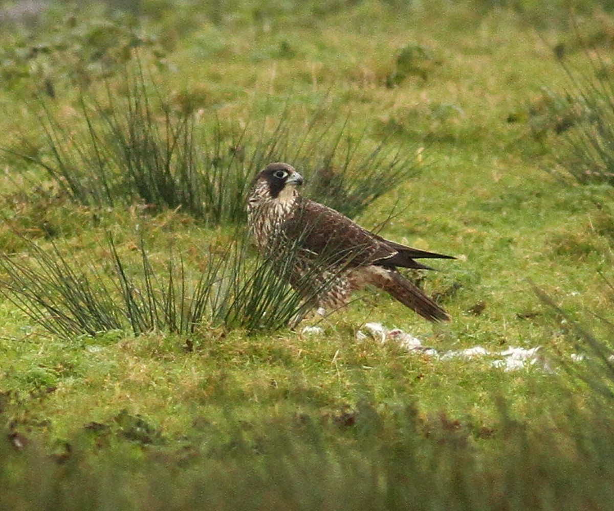 Peregrine Falcon - ML627754767