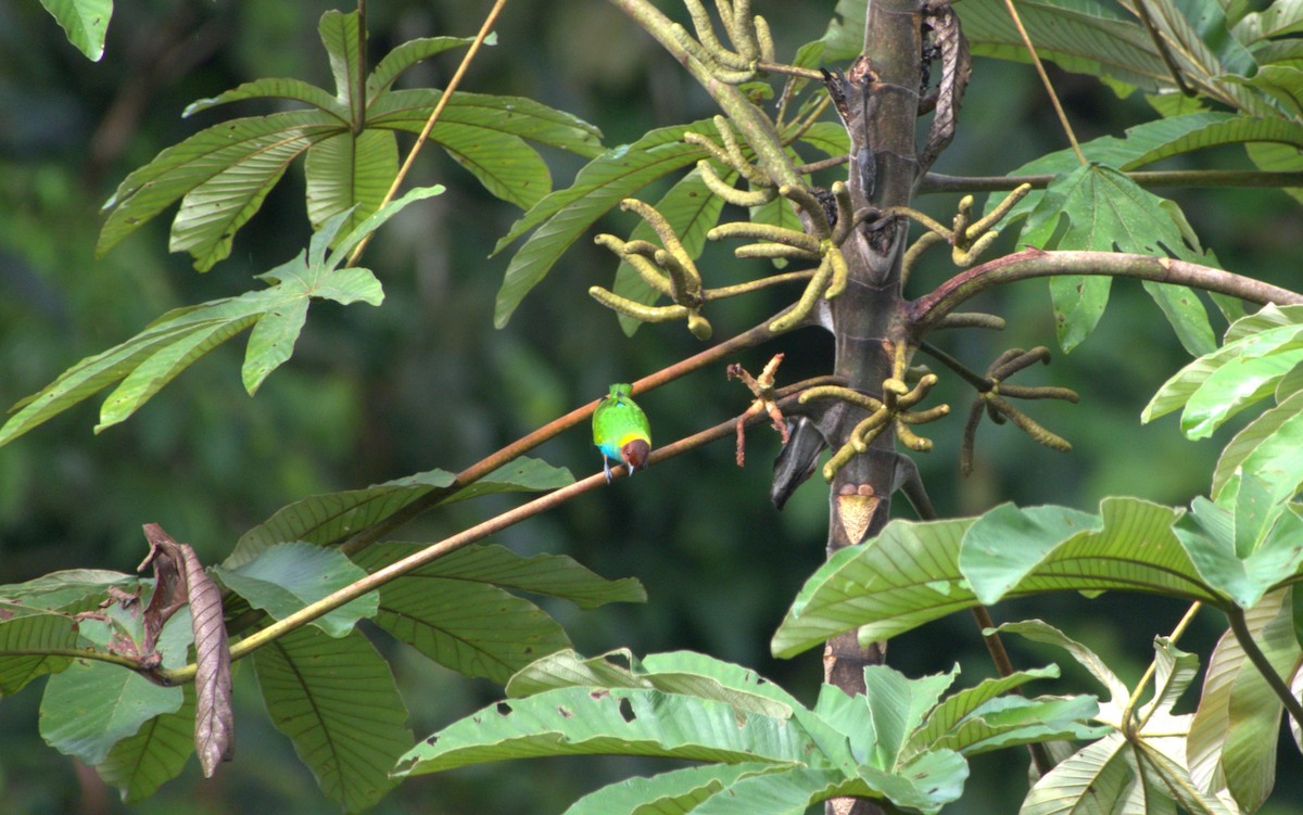 Bay-headed Tanager - ML627754789