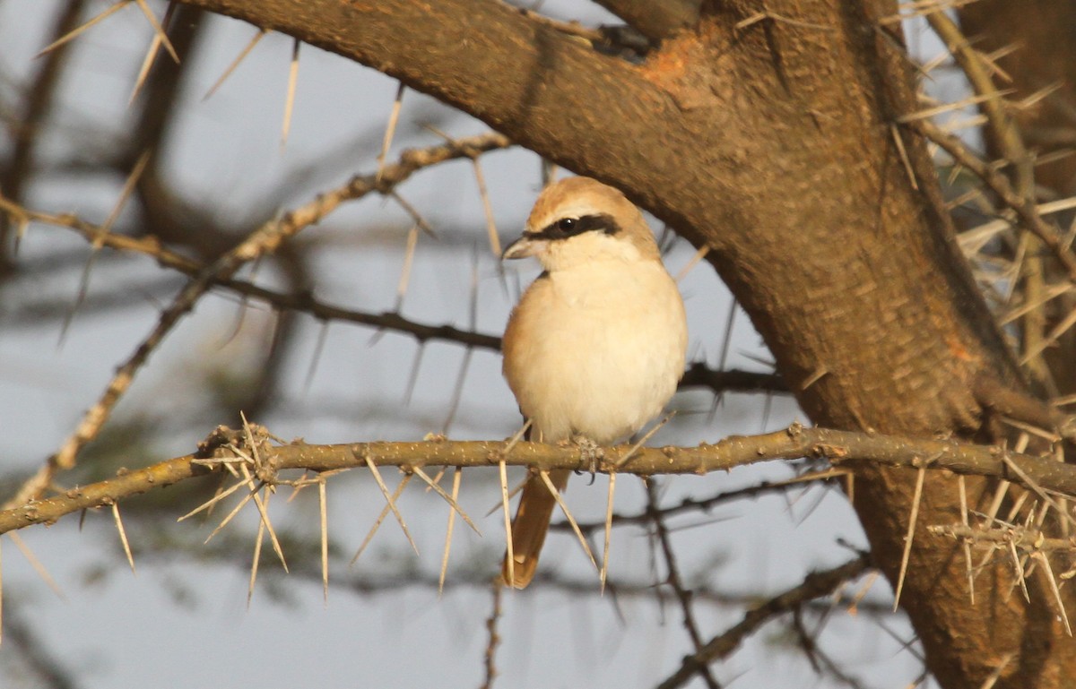 Red-tailed Shrike - ML627754928