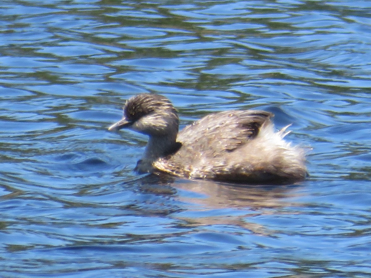 Hoary-headed Grebe - ML627755049