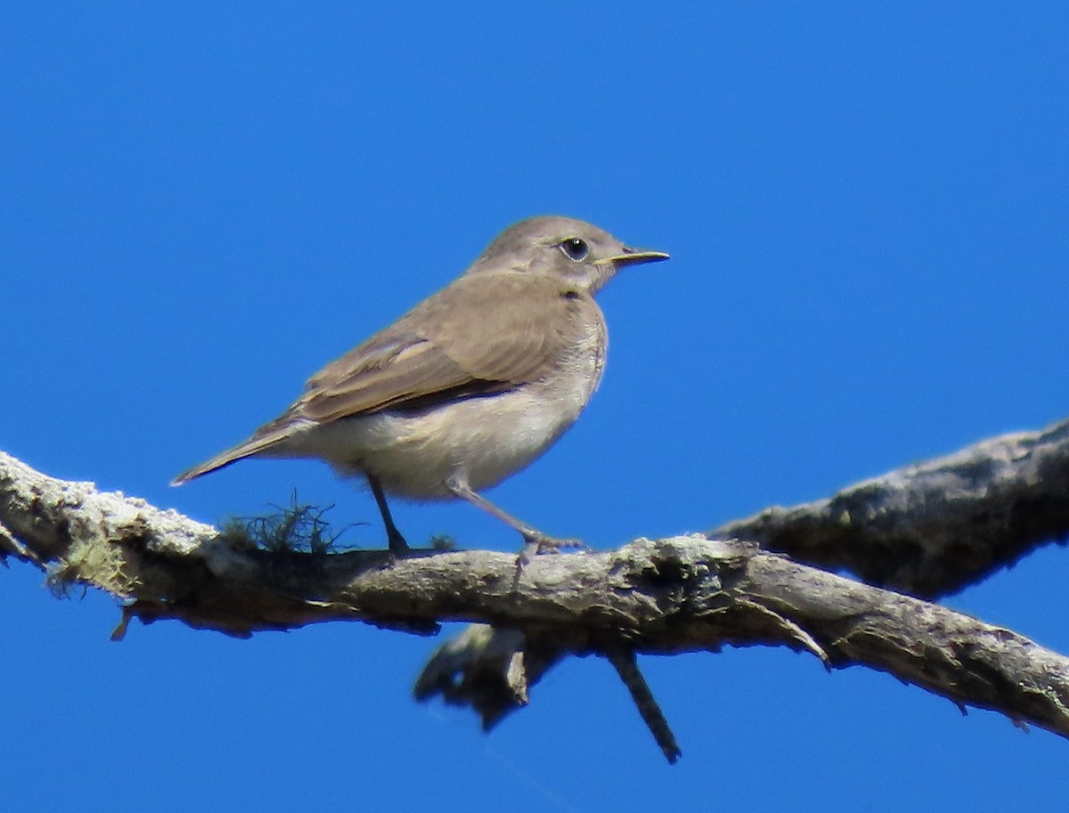 White-fronted Chat - ML627755081