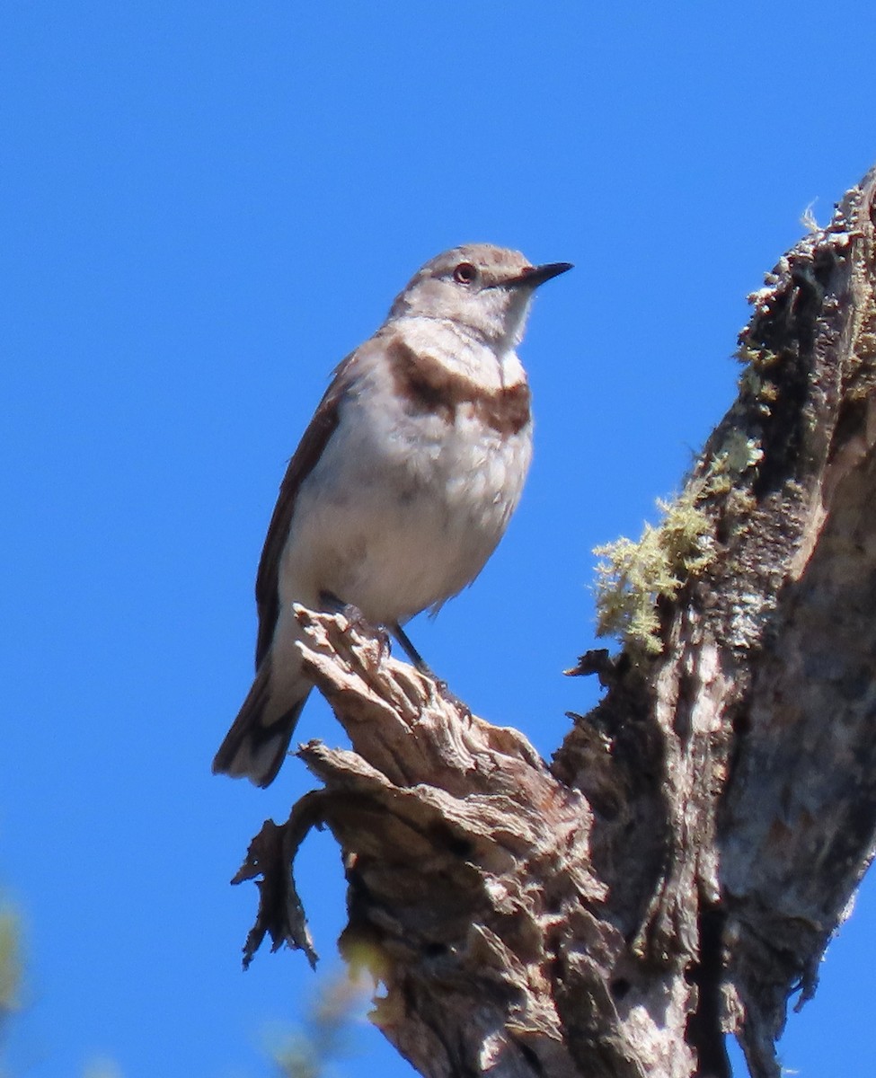 White-fronted Chat - ML627755082