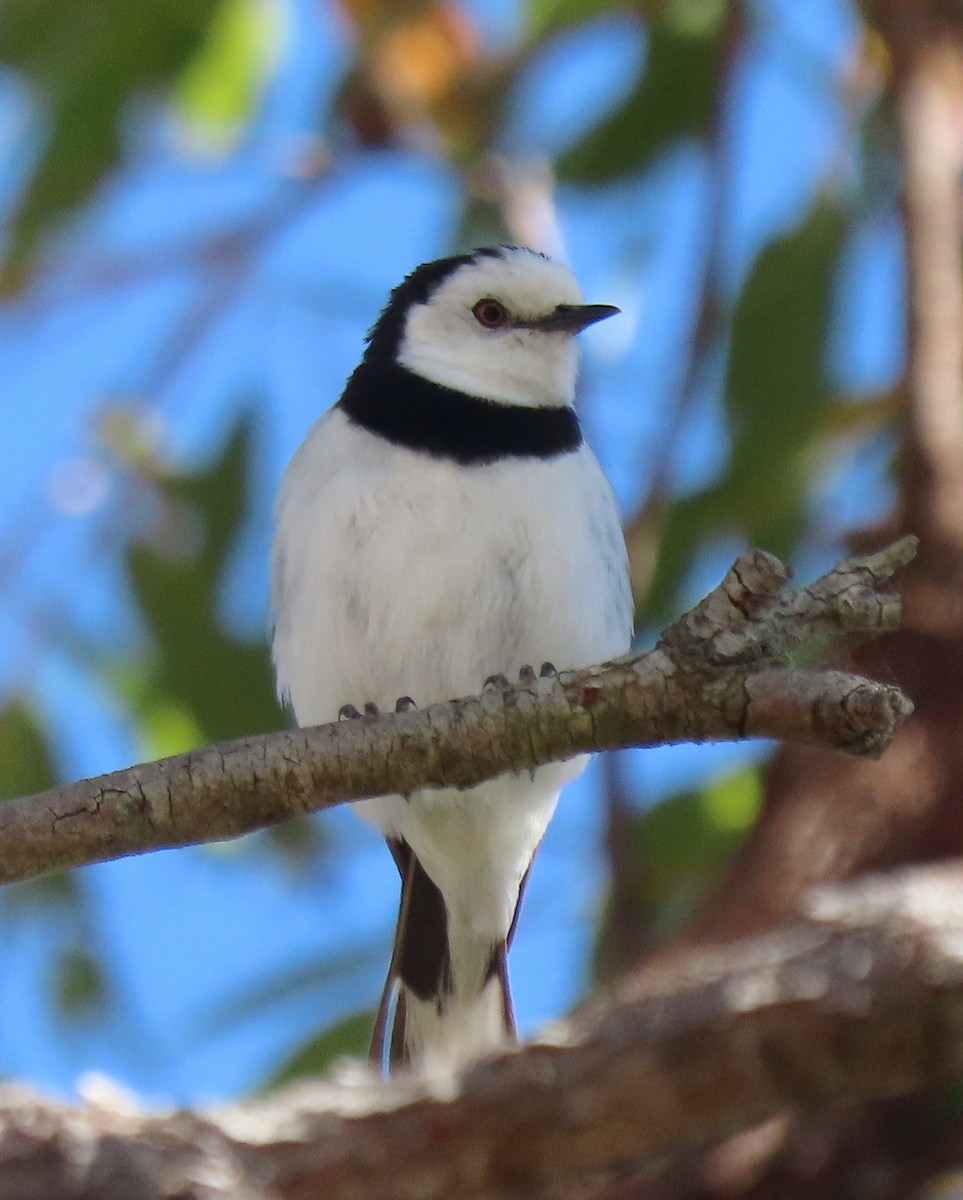 White-fronted Chat - ML627755083