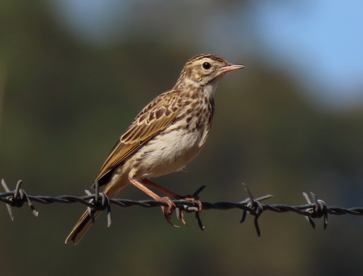 Australian Pipit - ML627755100