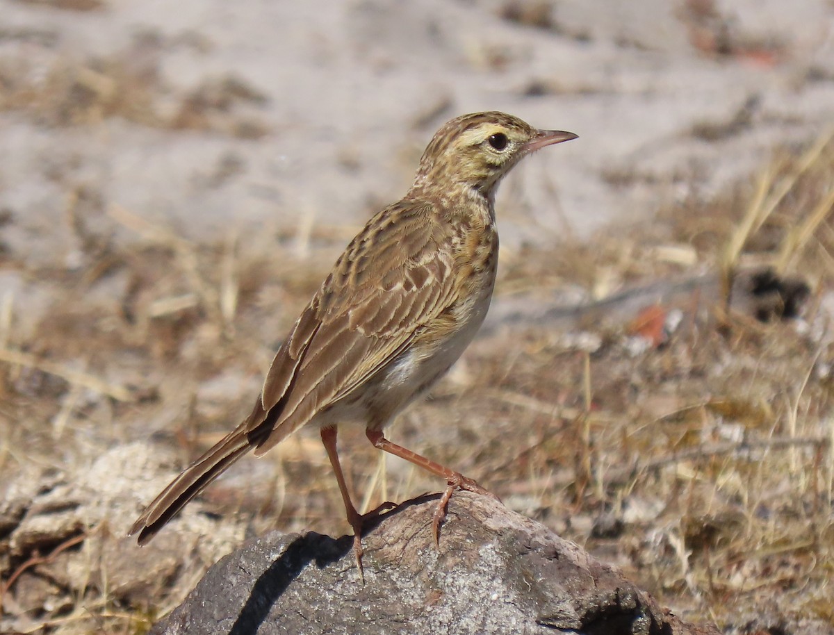 Australian Pipit - ML627755102