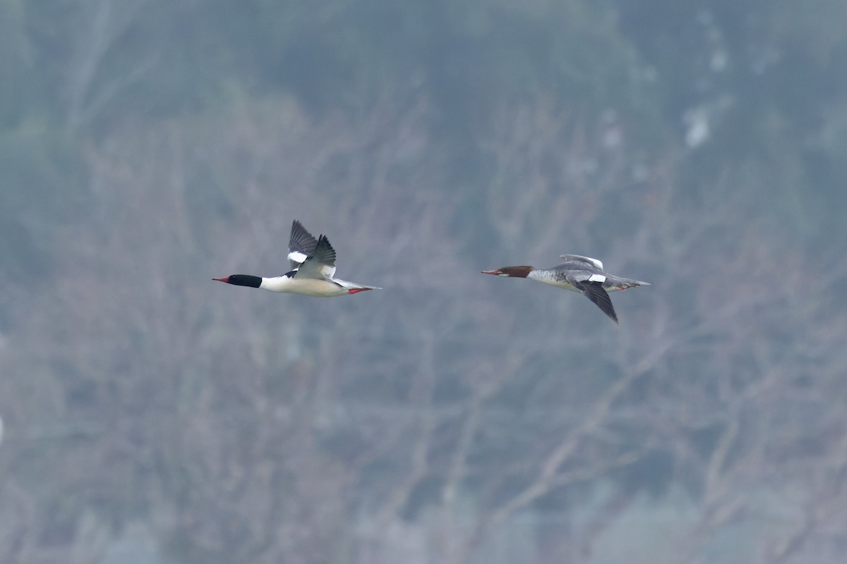 Common Merganser (North American) - ML627755119