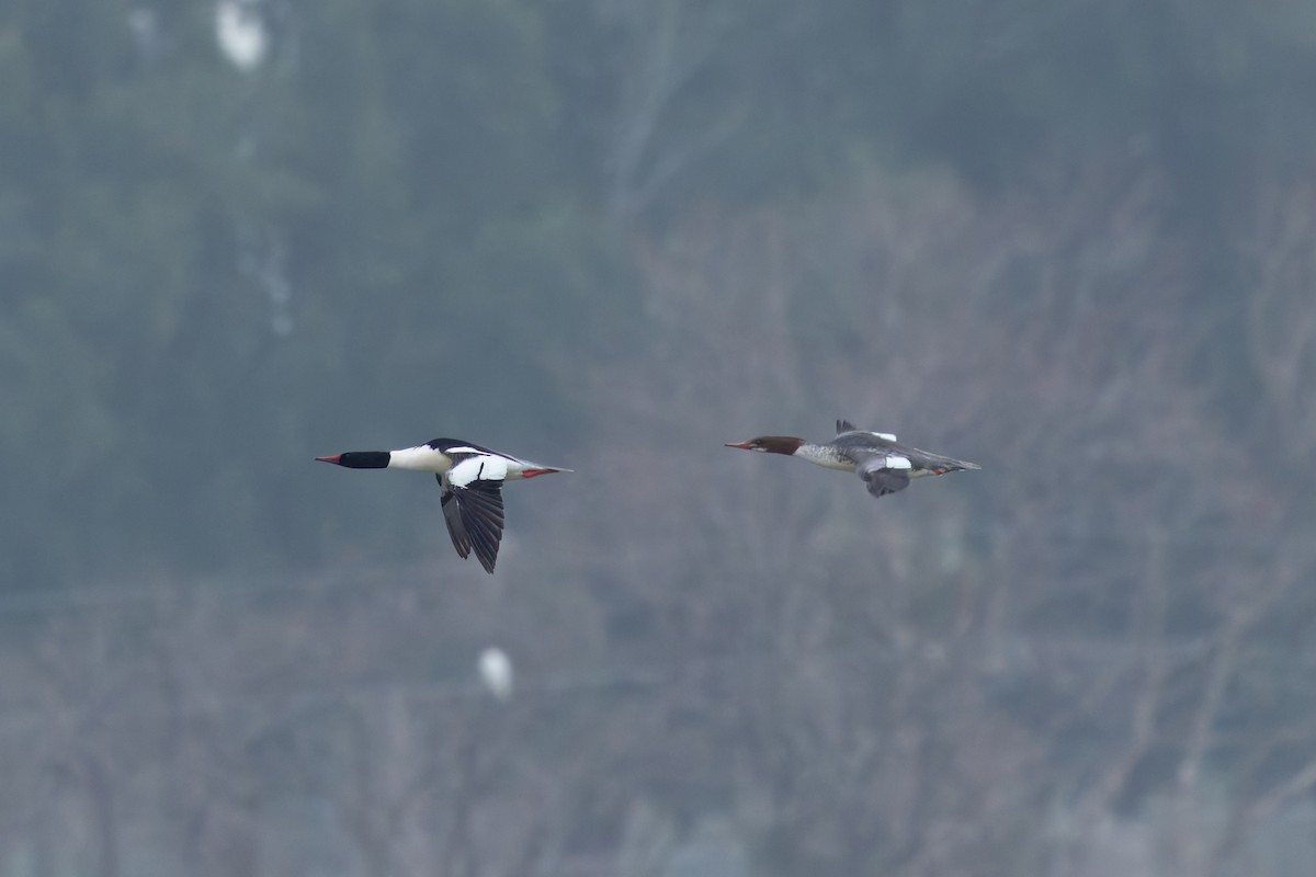 Common Merganser (North American) - ML627755121